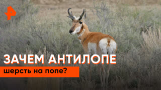 «Знаете ли вы, что?»: зачем антилопе шерсть на попе?