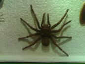 Діма Цегельник фотография #7 (источник - https://vk.com/id96161783)