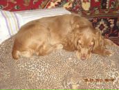 Игорь Горох фотография #14 (источник - https://vk.com/id6322143)