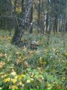 Фотография Шедова Романа