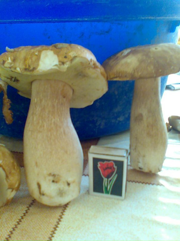 Dmitry Tolstenko фотография #26