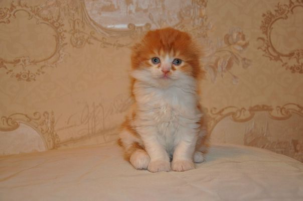 №13, Марина Котова, Тольятти №13, Марина Котова, Тольятти