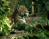 Фотография Агасси Андрея