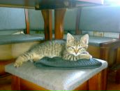 Фотография Недайводы Алексея