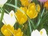 Іванка Олійник фотография #20 (источник - https://vk.com/id135904194)