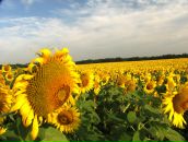 Фотография Абисалова Анатолия