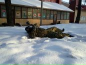 Фотография Григорьева Алексея