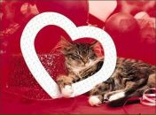 Софія Ільчишин фотография #21 (источник - https://vk.com/id71587395)