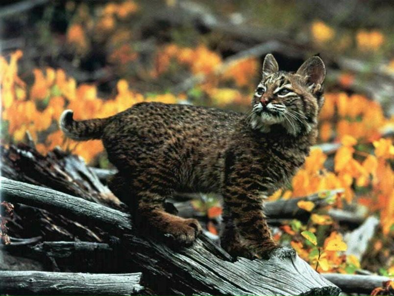 Свят Тим фото №1