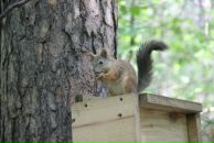 Антон Шумаков фотография #42 (источник - https://vk.com/id2967216)