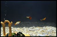 Віка Сивопляс фотография #13 (источник - https://vk.com/id125885607)