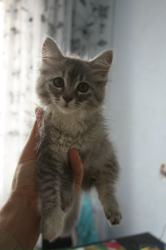 Dmitry Semenenko фотография #12