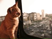 Фотография Йорки Елены