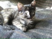 Фотография Zimatskaya Irina