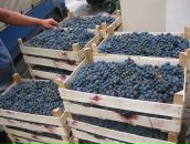 Семен Таширев фотография #13 (источник - https://vk.com/id374459)