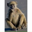 Аліса Диво фотография #20 (источник - https://vk.com/id8173237)