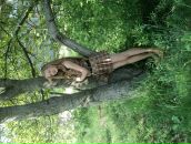 Каролінка Патріка фотография #18 (источник - https://vk.com/id166322152)