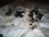 Фотография Румянцевой Олеси