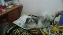 Пуфік Денисенко фотография #6 (источник - https://vk.com/id160737120)