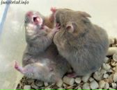 Андрій Ящишин фотография #37 (источник - https://vk.com/id17268396)