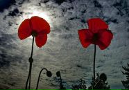 Віра Солоненко фотография #44 (источник - https://vk.com/id15915058)