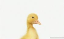 Фотография Прибыловой Леночки