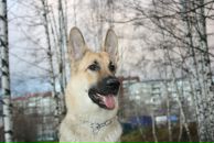 Фотография For Viva Victoria Love