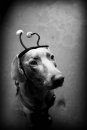 пе4ень _______ фотография #29 (источник - https://vk.com/id3183303)