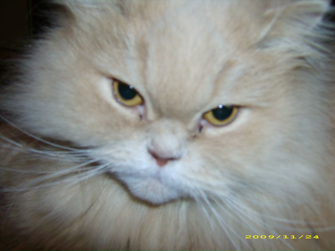 Илья Скобелев фотография #26