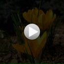 Тамара Мусіенко фотография #36 (источник - https://vk.com/id141522987)