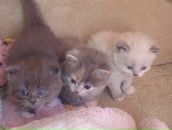 Фотография Варзаевой Татьяны