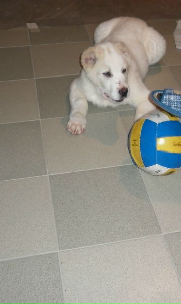 Maestro Don фото №8