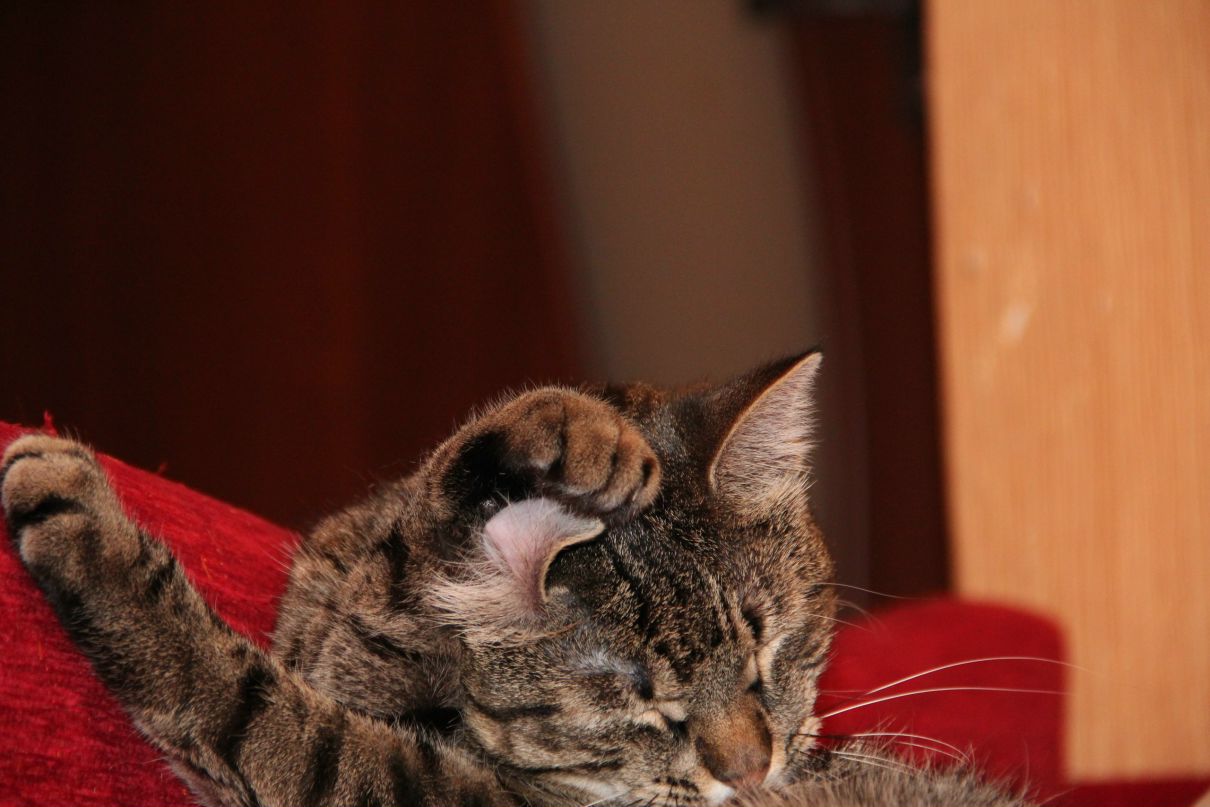 Софья Тотмакова фотография #44