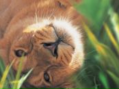 Фотография Миннахметова Артурки