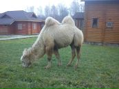 Игорь Андросов фотография #24 (источник - https://vk.com/id1648409)