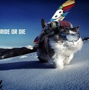 Фотография  