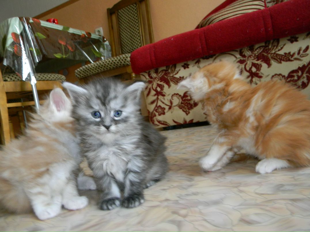 Дмитрий Android фотография #27