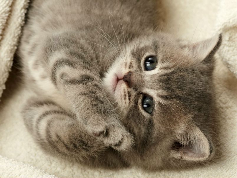 Ksusha Shevchenko фото №38