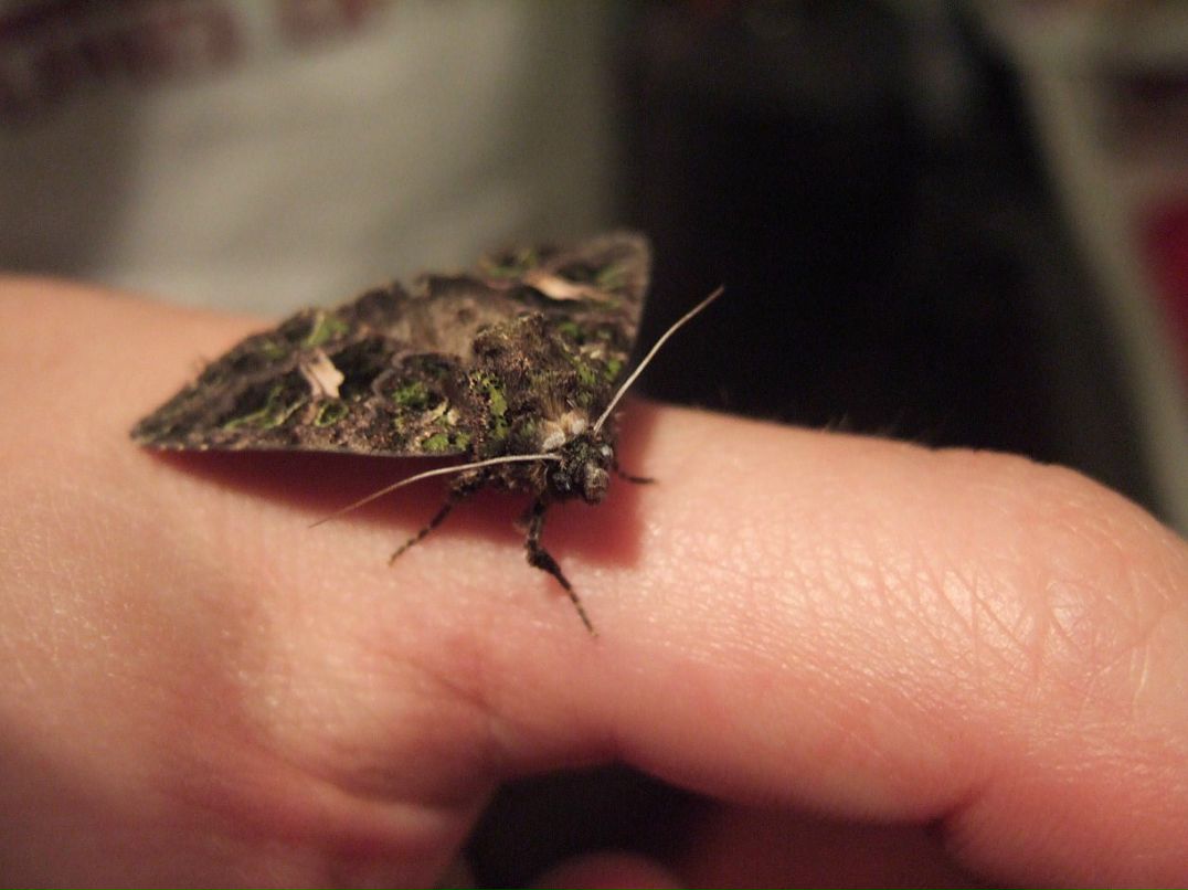 Дмитрий Милеев фотография #48