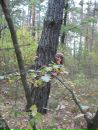Марина Болібрух фотография #31 (источник - https://vk.com/id113934763)