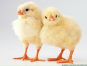 Фотография Циммер Алисы