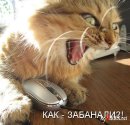 Фотография Кота Дмитрия