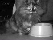 Фотография Ким Елены