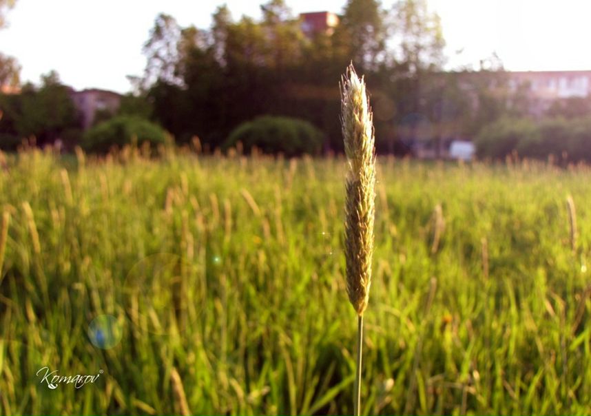 №20, Elena Baguto, Новосибирск №20, Elena Baguto, Новосибирск