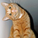 Фотография Лысенкова Алексея