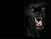 Каріна Верховська фотография #20 (источник - https://vk.com/id74880313)