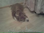 Анна Лобанова фотография #36 (источник - https://vk.com/id72398)