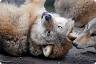 Сергій Савченко фотография #47 (источник - https://vk.com/id17200152)