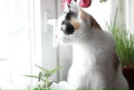 Фотография Хисмул Катллеи