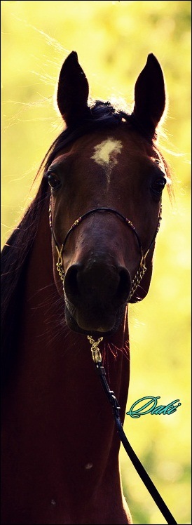 Ре Дакота фотография #15